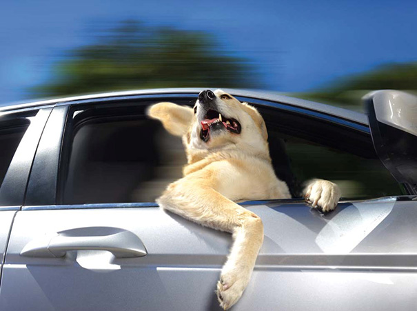 20 Cachorros que amam passear de carro 10