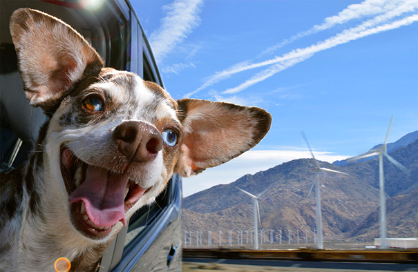 20 Cachorros que amam passear de carro 17