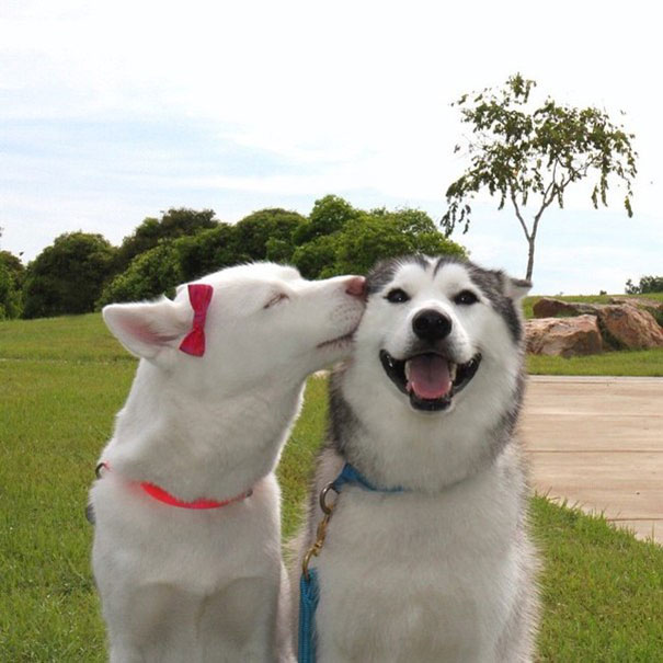 20 Fotos que utilizam cães para mostrar relação de amizade 01