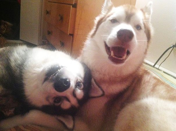 20 Fotos que utilizam cães para mostrar relação de amizade 04
