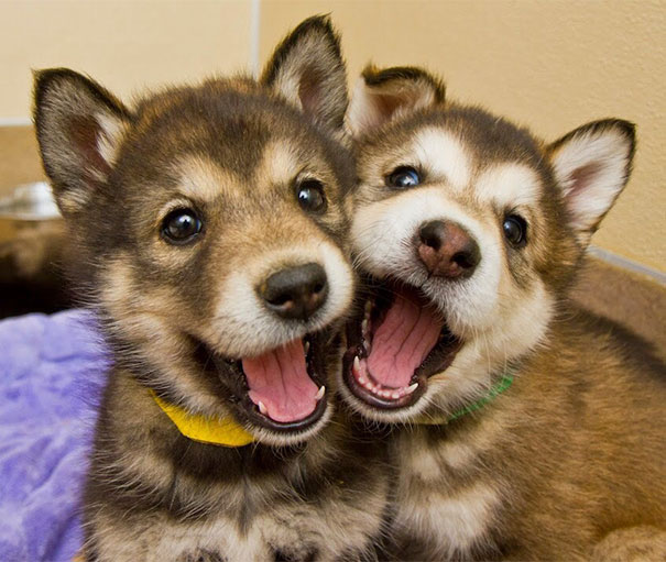 20 Fotos que utilizam cães para mostrar relação de amizade 05