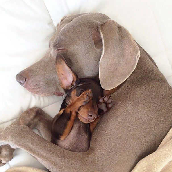 20 Fotos que utilizam cães para mostrar relação de amizade 06