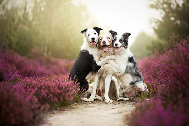 20 Fotos que utilizam cães para mostrar relação de amizade 07