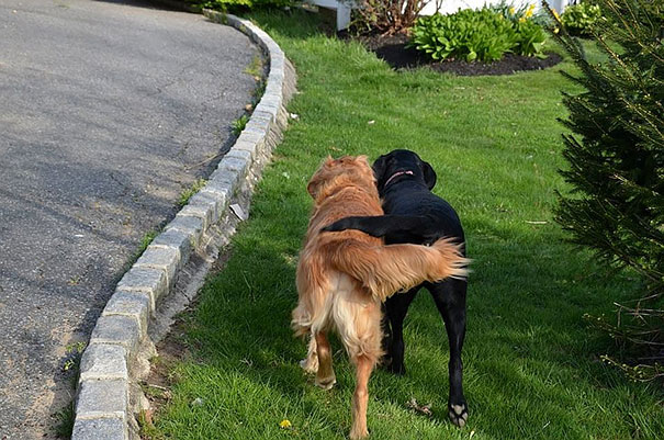 20 Fotos que utilizam cães para mostrar relação de amizade 11