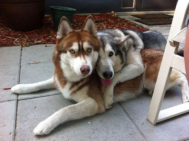 20 Fotos que utilizam cães para mostrar relação de amizade 13