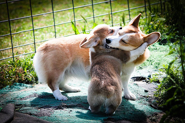 20 Fotos que utilizam cães para mostrar relação de amizade 14
