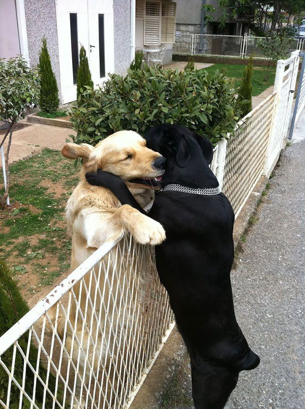 20 Fotos que utilizam cães para mostrar relação de amizade 15