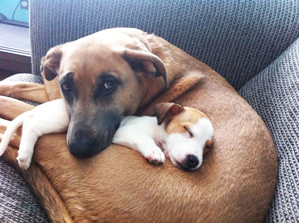 20 Fotos que utilizam cães para mostrar relação de amizade 17