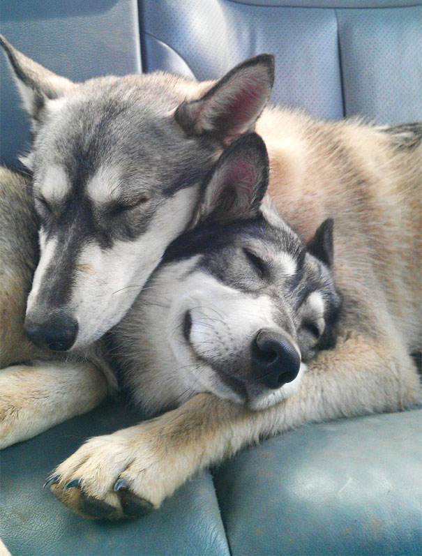 20 Fotos que utilizam cães para mostrar relação de amizade 20